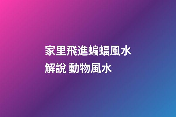 家里飛進蝙蝠風水解說 動物風水
